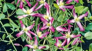 C. × triternata ‘Rubromarginata’  has reddish-purple edges - credit all images: Floramedia Database